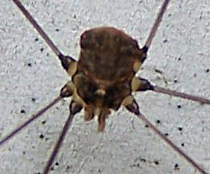 Réf. 217 410 : Leiobunum blackwallii